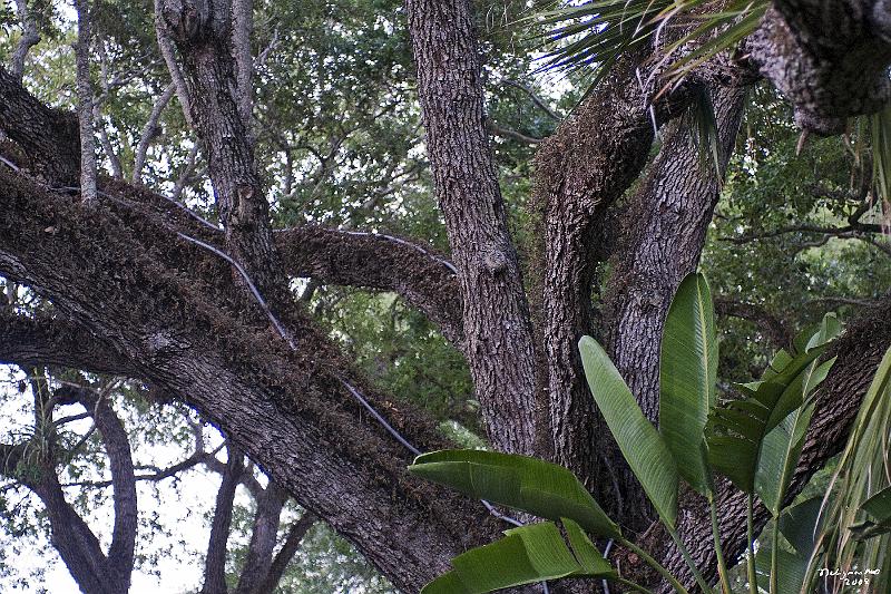 20080424_194929 D300 P.jpg - Fairchild Garden